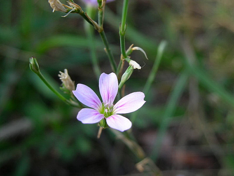 Petrorhagia saxifraga / Garofanina spaccasassi